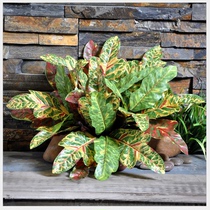 Simulation of golden Banyan leaf plant green plant wall Fern grass set tropical plant wall design