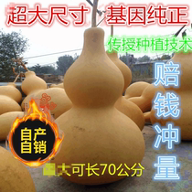 Natural extra-large small and medium-sized alwaisted gourd seed giant gourd hand twist wenplay gourd seed vine plant seed