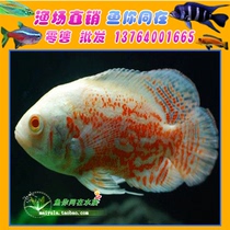 Map Fish White Map Tail Starfish Black Pig Fish Tropical Ornamental Fish for Mixed Transport Bag Live
