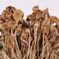 Gutian tea tree mushroom 250g unopened umbrella tea mushroom dried goods fresh pick taste fresh mushroom handle crisp fragrance no sulfur