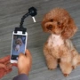 Lắc mạng thú cưng màu đỏ đồ chơi chó chụp ảnh selfie Teddy VIP dog dog look lens phone phone đồ chơi chó gặm xương