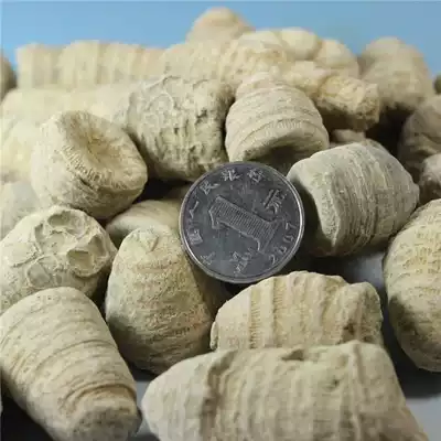 Natural tower-shaped coral paleontology fossil children's science teaching gift collection