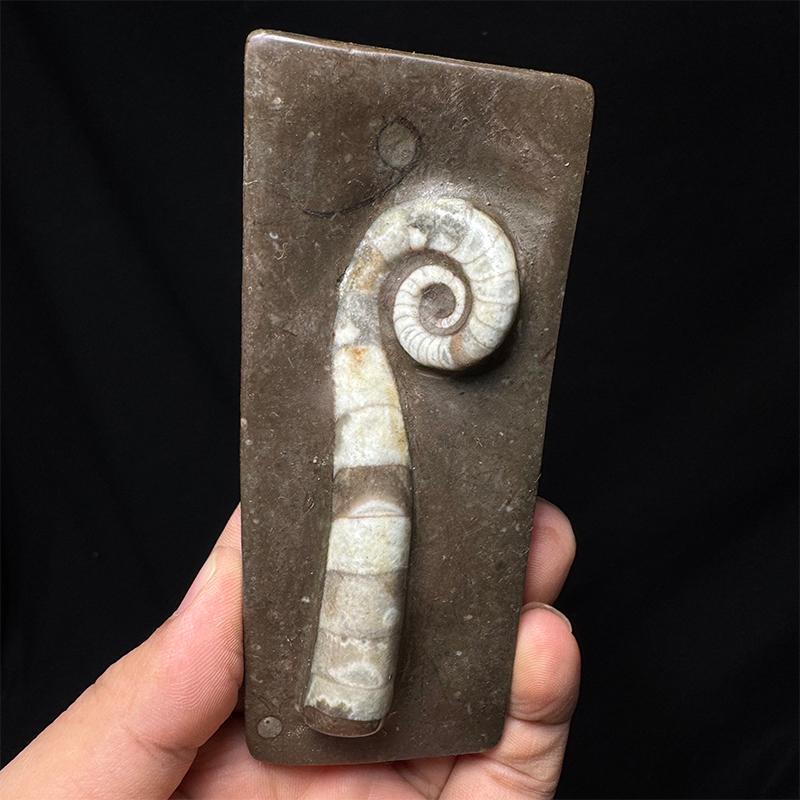 Natural Paleontological Ordovician Trimerophytes Fossil Specimen for Geological Science Education, Collection, Gift, and Decorative Ornament