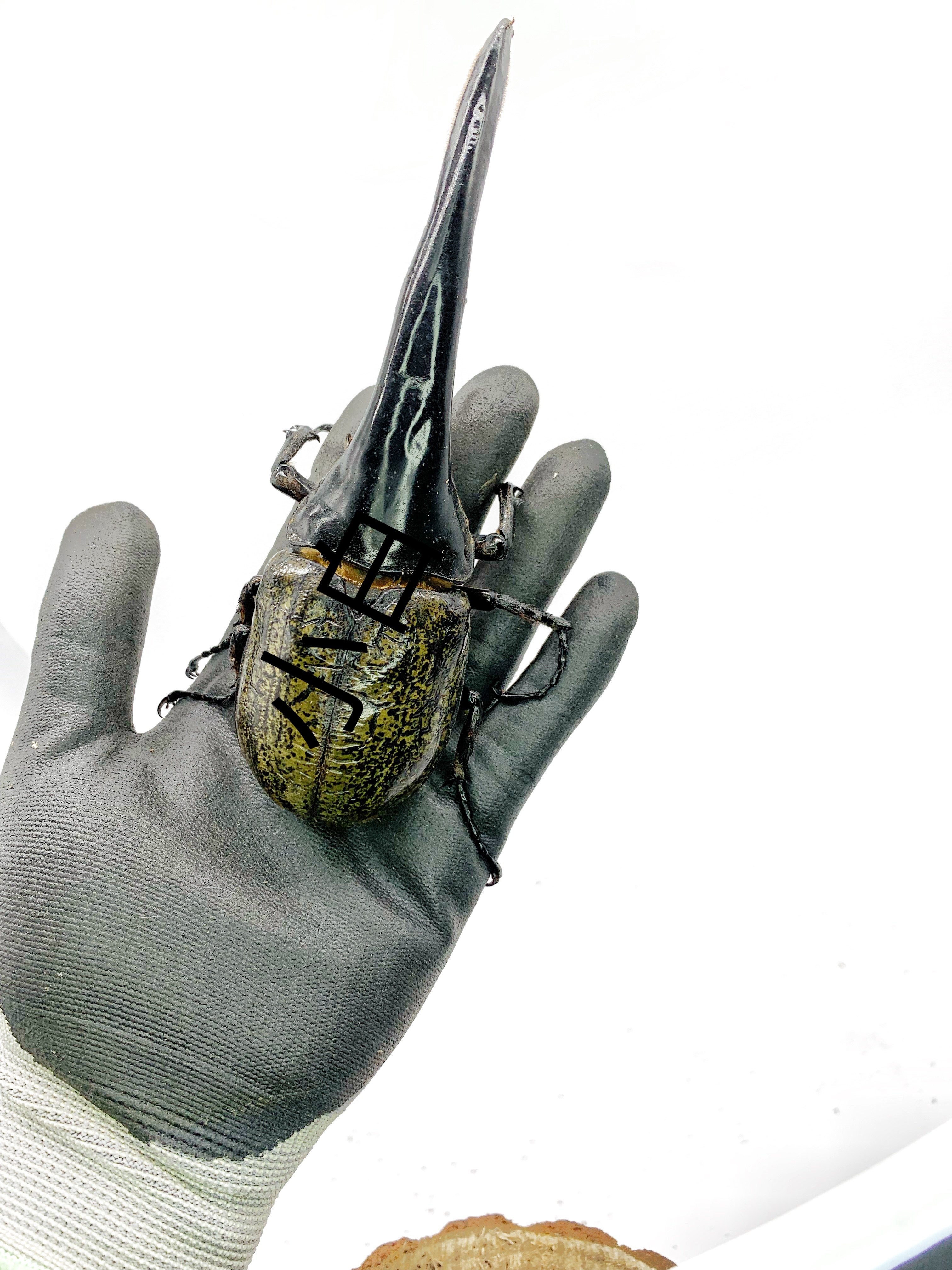 Golden Silkworm Dadou-Philippus chinensis larvae with rough horns and extremely bloodlines