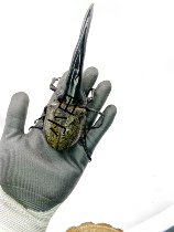 The gold silk big pocket - long - ha peddle larvae crude angle polar blood