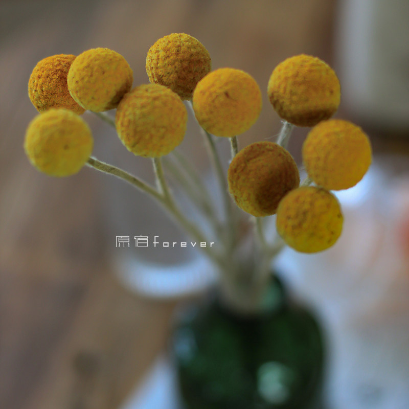 Natural Air Drying Plant Gold Ball Dry Flower Wedding Flowers Bouquet Decoration Flower Materials Home Folk Flower Arrangement Golden Mallet Flowers