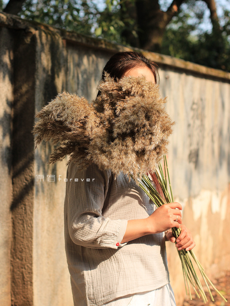 Natural wild reed dry flower waterside small reed wedding decoration scene dress up Puwei bed and breakfast soft decoration with decoration