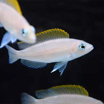 Three lakes Citaine snapper Yellow sails sky bird Diamondback diamonds bay Spotted Mabefish Gold Dingy small vat small