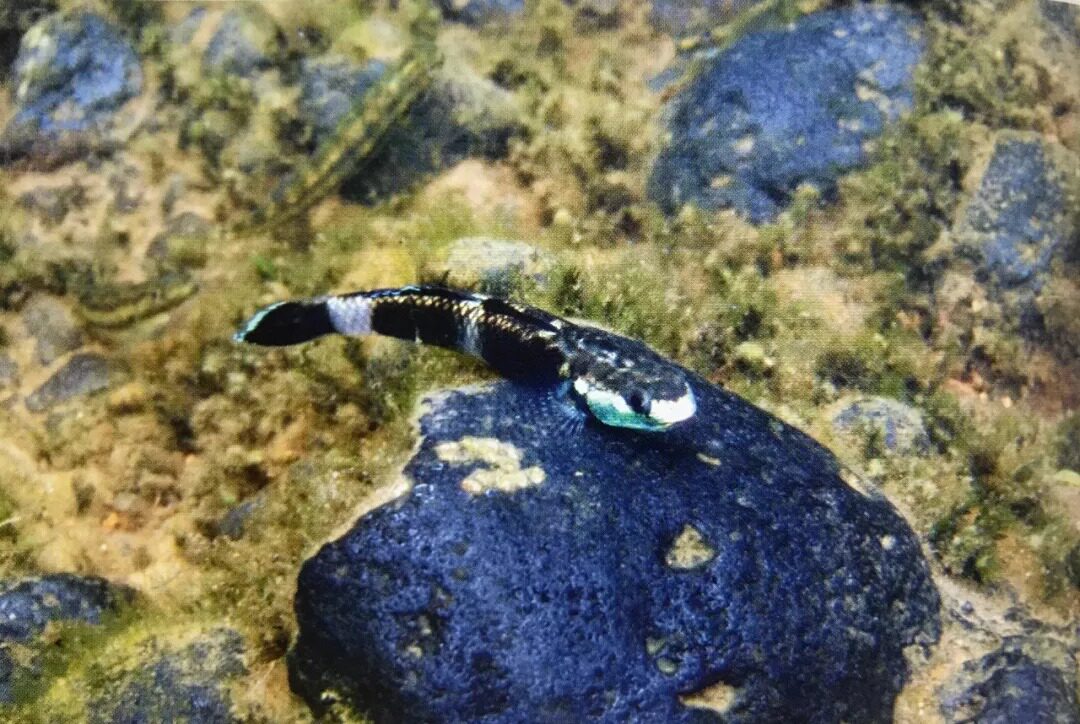 Oceania gobies Oceania gobies from Papua
