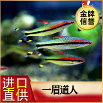 Import an eyebrow crowd for a group tour of the fish tropical fish grass cylinder aesthetic taste sub-practice homesick