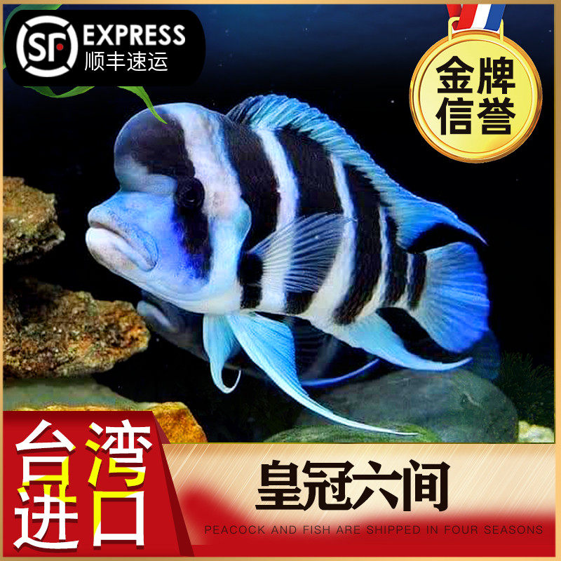 Three Lakes Cichlids Burundi Six Goose Head Crown Tan Snapper Say Blue Live Tropical Ornamental Fish