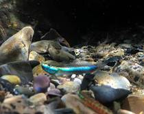 Indonesias green emerald branches Shrimp Tiger Rare Imported Shrimp Tiger Fish Stream Eco-Cylinder Grass cylinder native to eat water toss