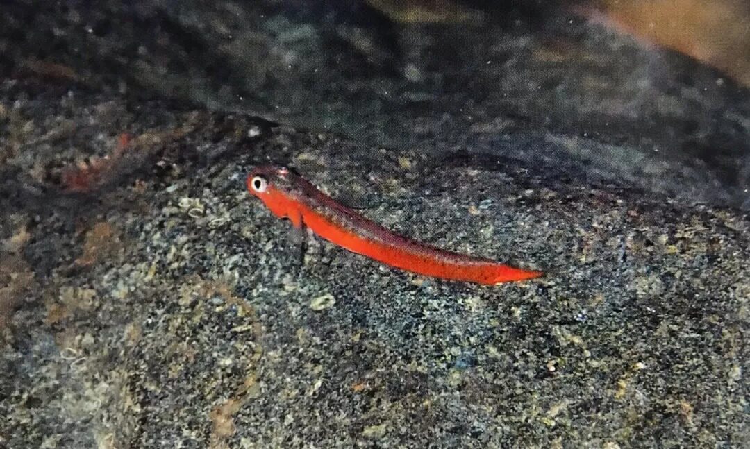 (Imported Rare Shrimp Goby) Orange Red Branch Tooth Shrimp Goby (New Arrivals Not Many)