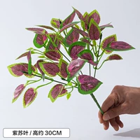 Фиолетовые листья/1 ветвь