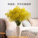 Gypsophila dried flower bouquet living room decorations dried flowers decorative ornaments Yunnan natural high-end dried flowers high-end real flowers