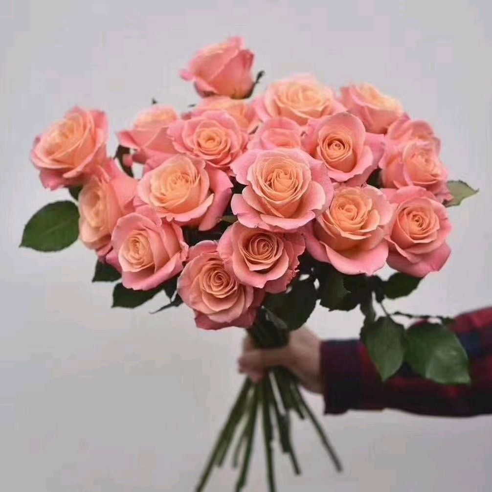 Yinjia new brand Rose Miss Piggy National express fresh cut flowers A-level flower arrangement SF delivery