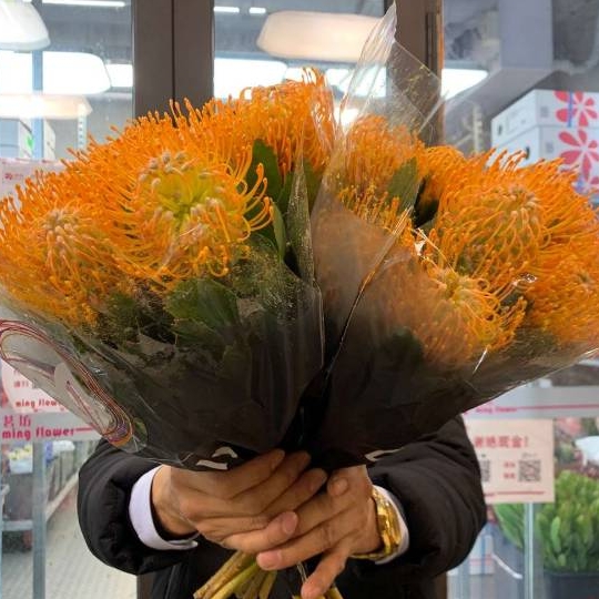 Chanter imports South African needle cushion special-grade needle cushion large flower flowering period long can be made with dry flower art Shunfeng Shipping