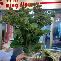  August summer new products Helan imported raspberry leaves freshly cut national express delivery with long flowering period and Shunfeng delivery