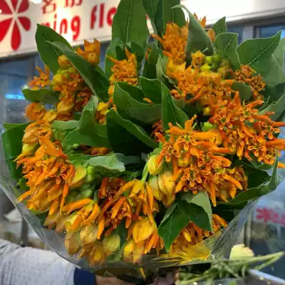 August summer new product Helan imported horse tendon flower leaf material fresh cut national express long flowering period Shunfeng delivery