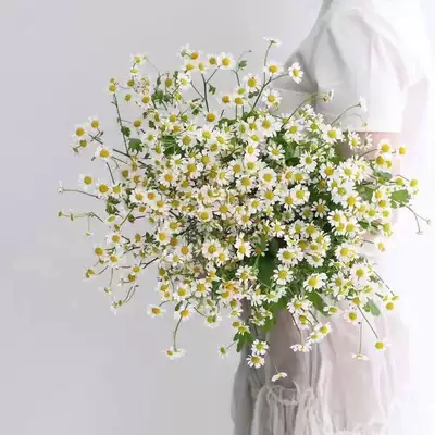 German imported super chamomile Dutch imported high-grade flower fresh cut flower period long Shunfeng shipping