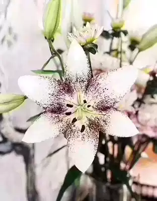 Yinjia new eyeliner Lily Dutch imported flowers National Express Flower period long discount on new store recommendation