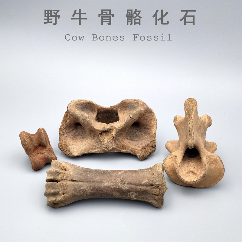 Natural Ice Age Bone Fossil Specimens, Bone Fossil Specimen Ornaments, Bison and Mammoth Fossils for Science Education