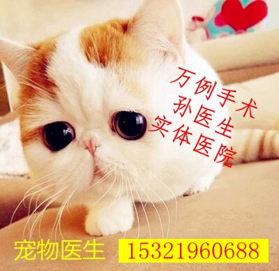 Caesarean section for Beijing dogs and cats Pet doctor