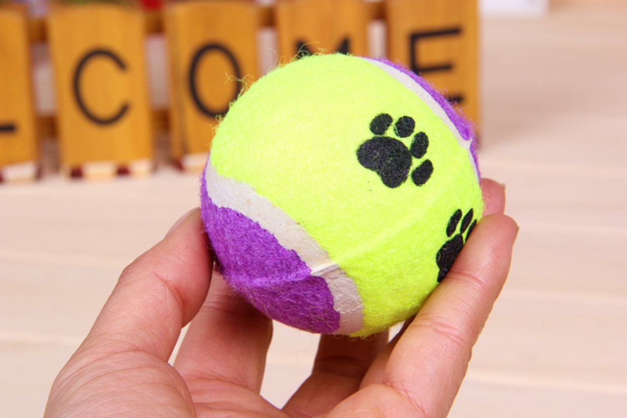 Chó đồ chơi bóng cắn lông vàng Teddy Samoyed mol mol đồ chơi con chó con đồ chơi tennis do choi cho cho