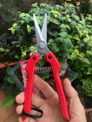 Imported from Japan Alice ARS 190 garden tools fruit picking scissors thin fruit scissors long mouth fruit picking scissors