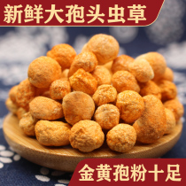 North cordyceps flower dried authentic gold cordyceps flower sulfur-free cordyceps pupae 500 grams gold cordyceps flower high-quality soup soup