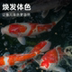 ອາຫານປາ Koi 40 ປອນຊຸດໃຫຍ່ carp food goldfish freshwater universal particles ornamental fish special floating fish food
