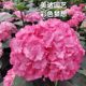 Imported new large flower hydrangea seedlings color dream julia color dream sexy goddess has 1 gallon large seedlings