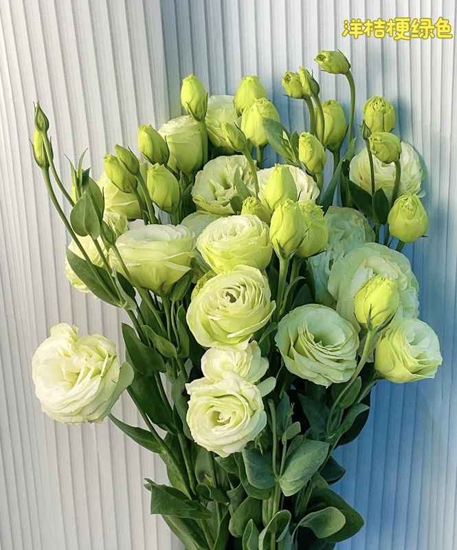 [Sf Cold Chain] Premium A-Grade Lisianthus Fresh Flowers Directly from Yunnan Base for Home Flower Arrangements and Fresh Cut Flower Bouquets