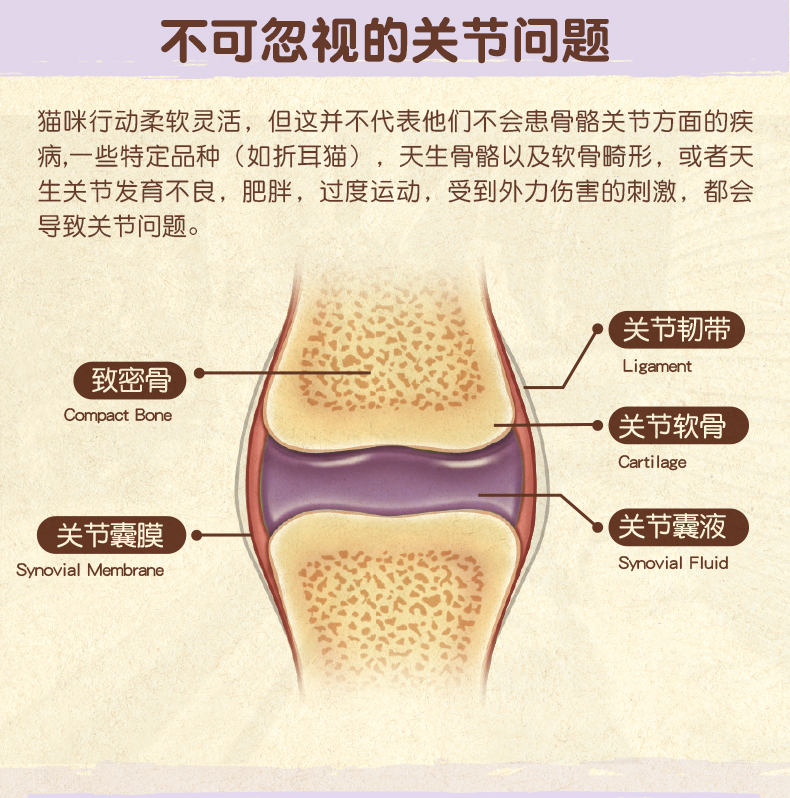 Khớp vẹm xanh in-kat của Med cải thiện khả năng bảo vệ khớp mèo với xương mèo nuôi dưỡng dinh dưỡng - Cat / Dog Health bổ sung sữa cho chó biếng ăn