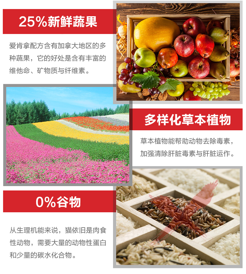Tình yêu Mèo Kenna Thức ăn cho mèo Thức ăn cho mèo Thức ăn cho mèo Bánh mèo Nhập khẩu Thức ăn cho mèo vào Cá biển sâu Anh Anh Người đẹp ngắn Anh ngắn ACANA Thức ăn cho mèo - Cat Staples catsrang