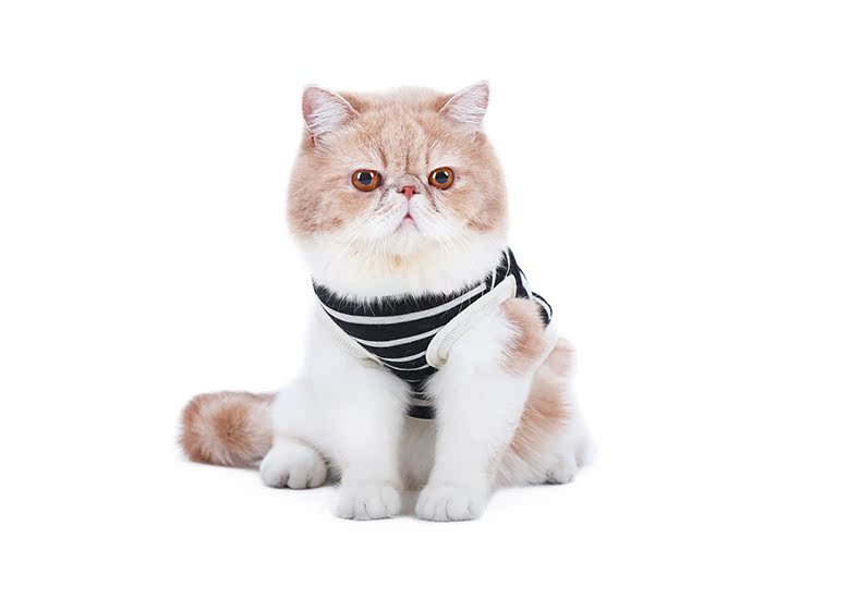 Quần áo mèo, mèo con, mèo xanh, quần áo thú cưng ngắn, Anh ngắn, Garfield, vest, dễ thương, hài hước, quần áo mèo sữa - Quần áo & phụ kiện thú cưng phụ kiện cho thú cưng