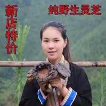 Guangxi Shiwandashan wild purple Ganoderma lucidum wall-breaking spore powder black Ganoderma lucidum Xiangrass Linzhi can be sliced powder