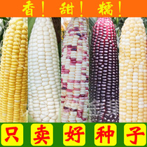  Super sweet fruit Corn seeds Sweet waxy corn seeds Fresh food Raw white purple color yellow sticky bracts rice seeds spring and summer