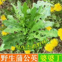 Dandelion seeds Farmers Wild vegetables Seeds Shepherds purse seeds Portulaca oleracea Spanish spring vegetables