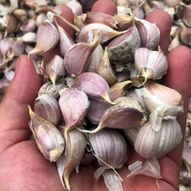 Purple garlic cloves 5kg cold Moss garlic single head garlic garlic seedlings garlic seeds red roots hard leaves Xiangchuan garlic seeds two water early stupid