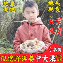 Fresh ginger 5-10kg Jerusalem artichoke ghost ginger wild vegetable farm cold pickles Pickles