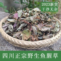 Houthouta Tea Dry Goods 2023 New Sunning Wild Fish Star Grass Bubble Water Sichuan Fold Ear Root Without Sulphur