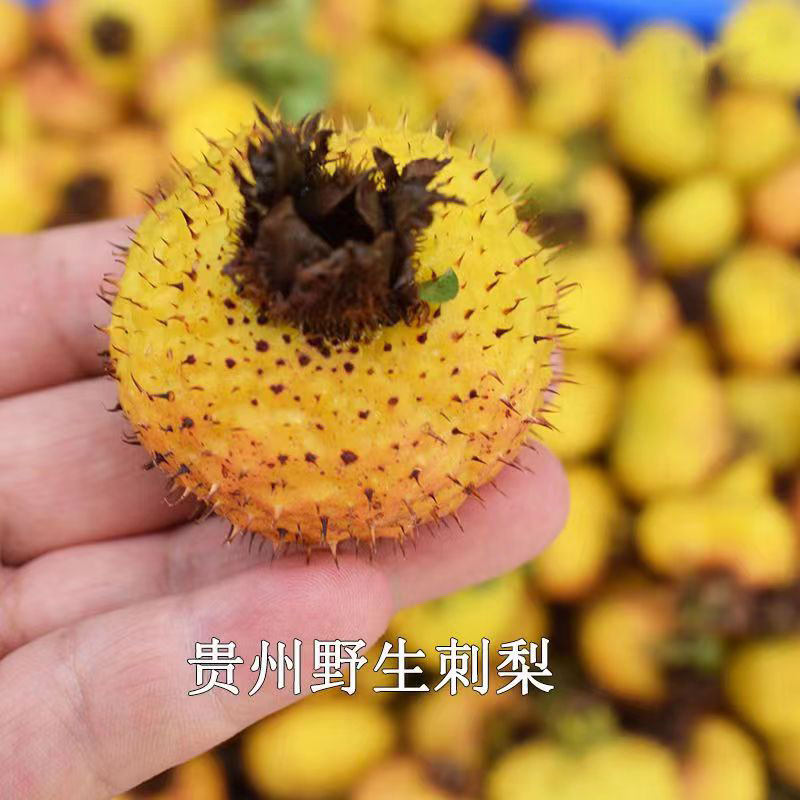 刺梨干果:被誉为“维C之王”的神奇果实-商品-淘宝百科网