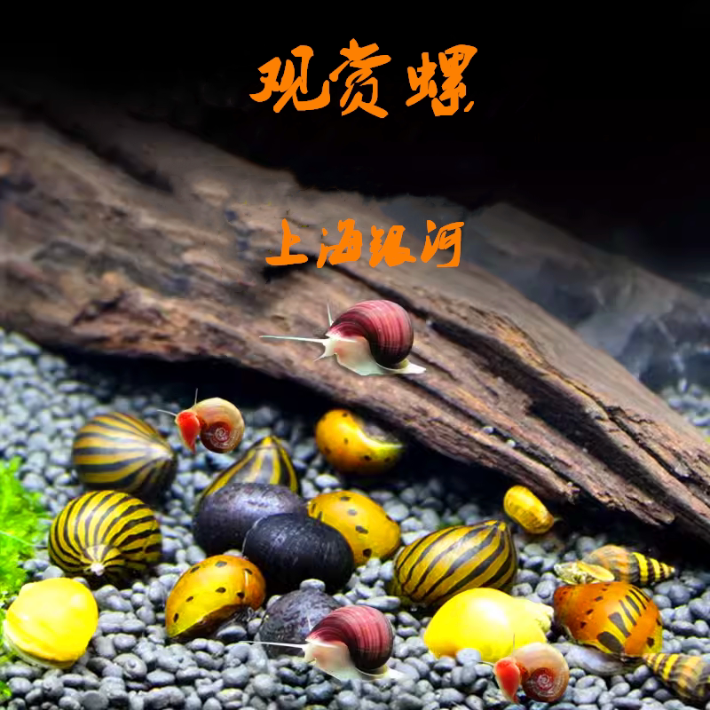 螺类爱好者必看!斑马螺、洋葱螺、黄金螺等除藻观赏螺种草指南!-螺-淘宝好物网