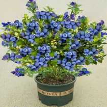 Blueberry tree fruit seedlings with flowers and fruits potted ground planting in the south and north planting rabbit eye emerald blue giant blueberry seedlings