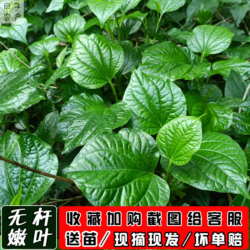 假娄叶新鲜哈喽叶蛤篓叶:海南粽的灵魂搭档!粽子控必看!-叶菜类-淘宝好物网