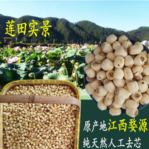  2019 Wuyuan farmers own premium white lotus seed dry goods non-abrasive lotus seed handmade core 500 grams without addition