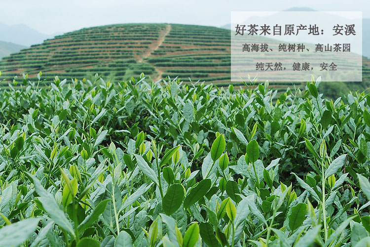 铁观音茶园 铁观音茶园