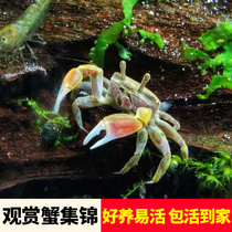 Crab pet ornamental crab chili crab fresh water hand crab hook crab live small mini leopard point stream hermit crab