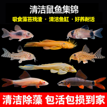 Mouse fish golden moss cleaning fish eating excrement garbage removal tools fish small tropical freshwater scavenger fish live